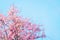 Pink cherry blossom, beautiful flowers against blue sky  in spring summer lovely sweet nature