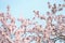 Pink cherry blossom at blue sky background. Seasonal springtime with blooming cherry tree and blurred effects