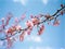 Pink Cherry Blossom Branch Against Blue Sky - Nostalgic, Romantic, Side Angle, Springtime, Delicate, Flowers, Light, Warmth