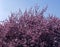 Pink Cherry Blossom bush