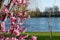 Pink cherry blossom in a garden in Chiswick Mall in the foreground. The River Thames at Chiswick, London UK in the background.