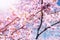 Pink Cherry Blossom or Japanese Sakura Flower are Blooming in Sp