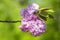 Pink cherry blossom, Prunus serrulata, Kanzan, Sekiyama