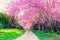 Pink cherry blossom scene and pathway nature background