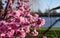 Pink cherry blossom in the sun in the foreground. The River Thames at Chiswick, London UK in the background.