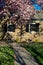 A Pink Cherry Blossom Tree on a Suburban Front Yard