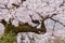 Pink cherry blossom trees along the sidewalk in springtime