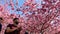 Pink cherry blossom trees and man with earbuds and smartphone enjoying the color explosion in a park at springtime