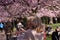 Pink cherry blossom trees with people enjoying the color explosion in a park at springtime.