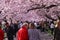 Pink cherry blossom trees with people enjoying the color explosion in a park at springtime.