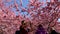 Pink cherry blossom trees with people enjoying the color explosion in a park at springtime.