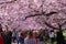 Pink cherry blossom trees with people enjoying the color explosion in a park at springtime.