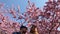 Pink cherry blossom trees with people enjoying the color explosion in a park at springtime.