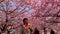 Pink cherry blossom trees with people enjoying the color explosion in a park at springtime.