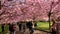 Pink cherry blossom trees with people enjoying the color explosion in a park at springtime.