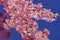 Pink cherry blossom up close over a bright blue sky