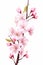 Pink cherry blossom on white background, isolated Sakura tree branch