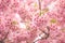 Pink cherry blossomCherry blossom, Japanese flowering cherry on the Sakura tree. Sakura flowers are representative of Japanese f