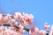 Pink cherry blossomCherry blossom, Japanese flowering cherry on the Sakura tree. Sakura flowers are representative of Japanese f