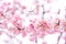 Pink cherry blossomCherry blossom, Japanese flowering cherry on the Sakura tree. Sakura flowers are representative of Japanese f