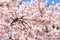 Pink cherry blossomCherry blossom, Japanese flowering cherry on the Sakura tree. Sakura flowers are representative of Japanese f