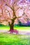 Pink cherry blossoms blooming at sunny empty park, sakura trees