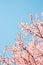 Pink cherry blossoms with blue sky