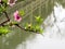 Pink cherry blossoms on a branch in classical Chinese garden