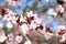 Pink Cherry Blossoms with red leaves shallow depth of field