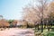 Pink cherry blossoms road at Gukchae-bosang Memorial Park in Daegu, Korea
