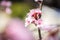 Pink cherry blossoms on a softly blurred background