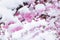 Pink cherry blossoms on a tree branch covered with unexpected heavy snow