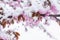 Pink cherry blossoms on a tree branch covered with unexpected heavy snow