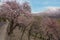 Pink Cherry Blossum in Nagar Valley