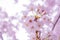 Pink  Cherry Blossum Sakura, low clarity