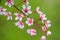 Pink cherry flowers. The branches of a blossoming Cherry tree wit pink flowers. Natural sprintime background