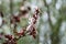 Pink cherry plum blossom, purple-leaf tree, Prunus cerasifera nigra, detail, branch, blossoms, tree, Turkish cherry