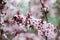 Pink cherry plum blossom, purple-leaf tree, Prunus cerasifera nigra, detail, branch, blossoms, tree, Turkish cherry