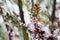 Pink cherry plum blossom, purple-leaf tree, Prunus cerasifera nigra, detail, branch, blossoms, tree, Turkish cherry