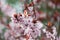 Pink cherry plum blossom, purple-leaf tree, Prunus cerasifera nigra, detail, branch, blossoms, tree, Turkish cherry