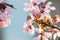 Pink cherry sakura blossom. Close up branch and flowers. Spring scene, natural background.