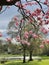 Pink cherry tree blossom views