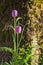 Pink chess flower, fritillaria in nature