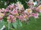 Pink chestnut flower and bee close up