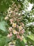 pink chestnut flower close up