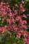 Pink chestnut tree blossom