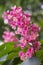 Pink chestnut tree blossoms