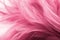 Pink chicken feathers in soft and blur style