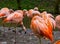 Pink Chilean Flamingo cleaning its feathers, Family of Flamingos together, Near threatened bird specie