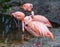 Pink Chilean flamingo in closeup with its bird family in the background, tropical and colorful birds from America